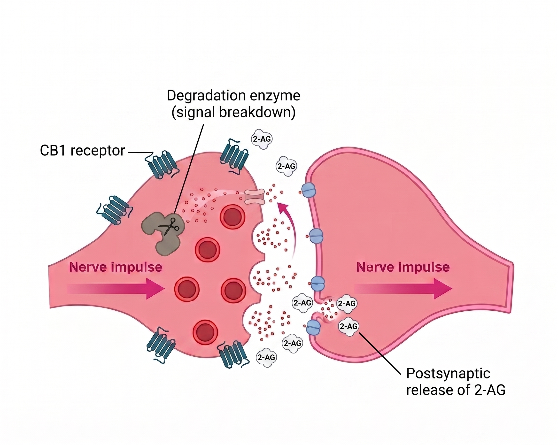 Endocannabinoid system synapse — retrograde signaling